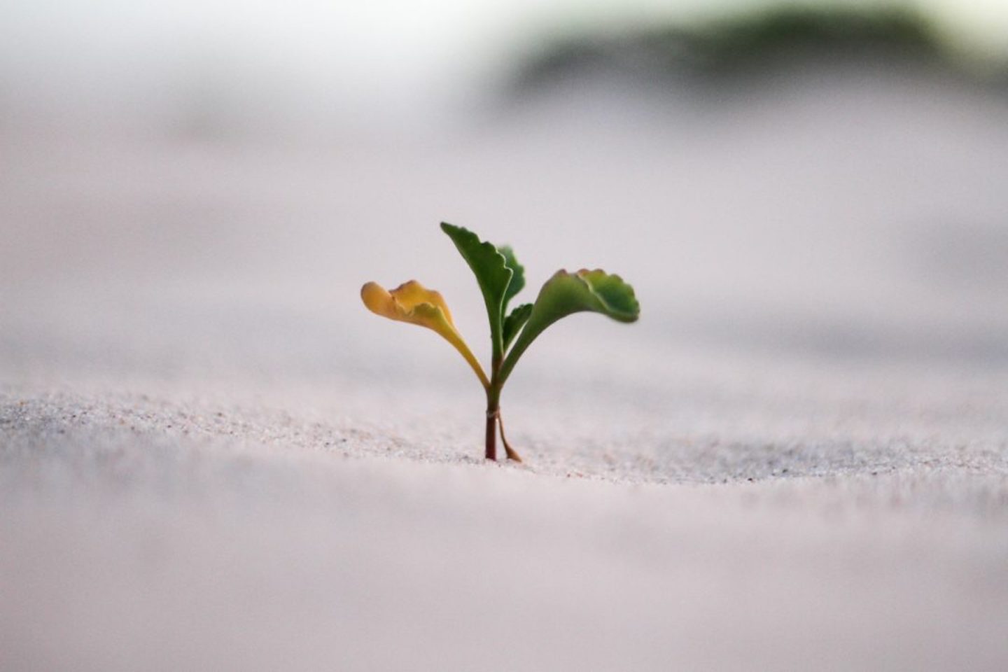 measuring-how-trust-manifests-in-organisations-post-shift