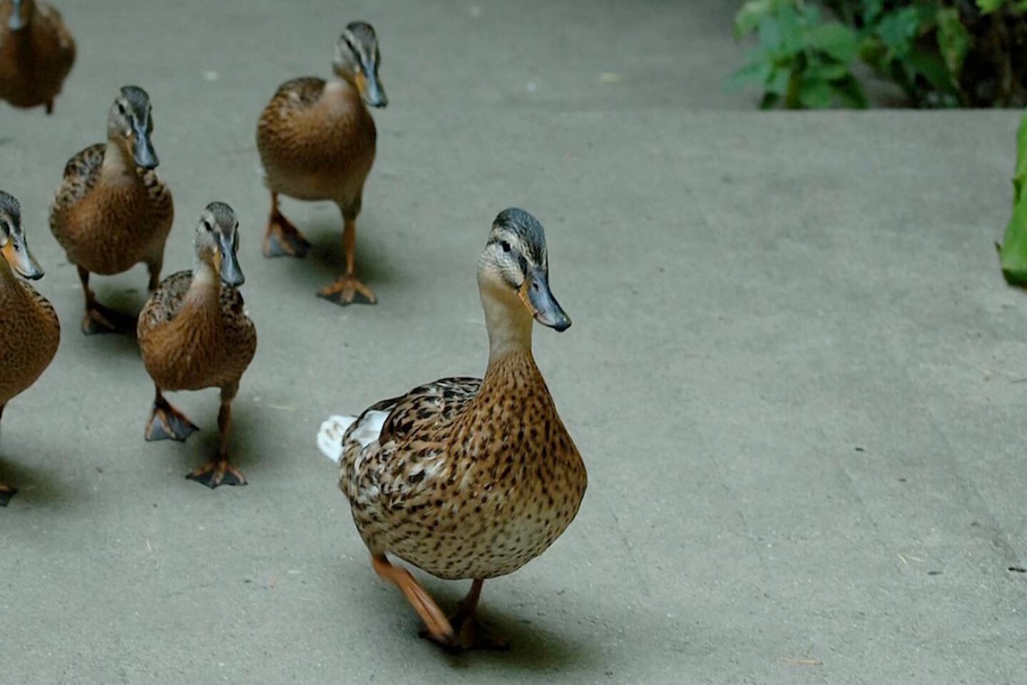 merkels latest challenge leading lame duck